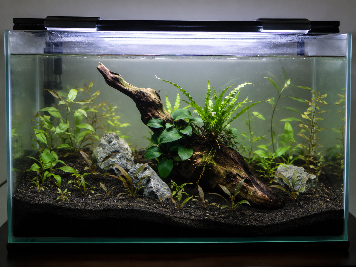 How to Set Up a Planted Aquarium: The Complete Beginner's Guide